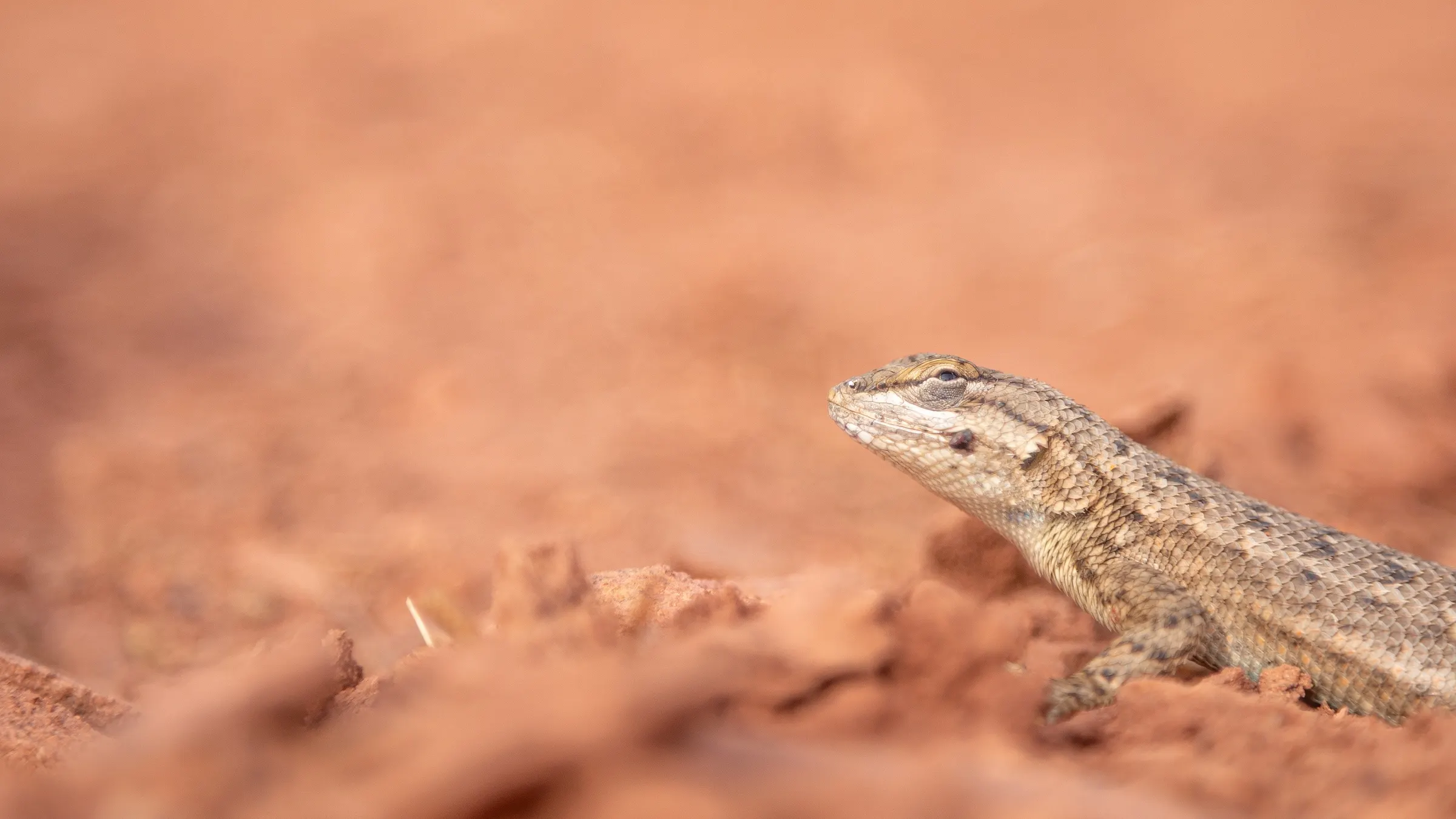 Western Fence Lizard. Canyonlands, Utah