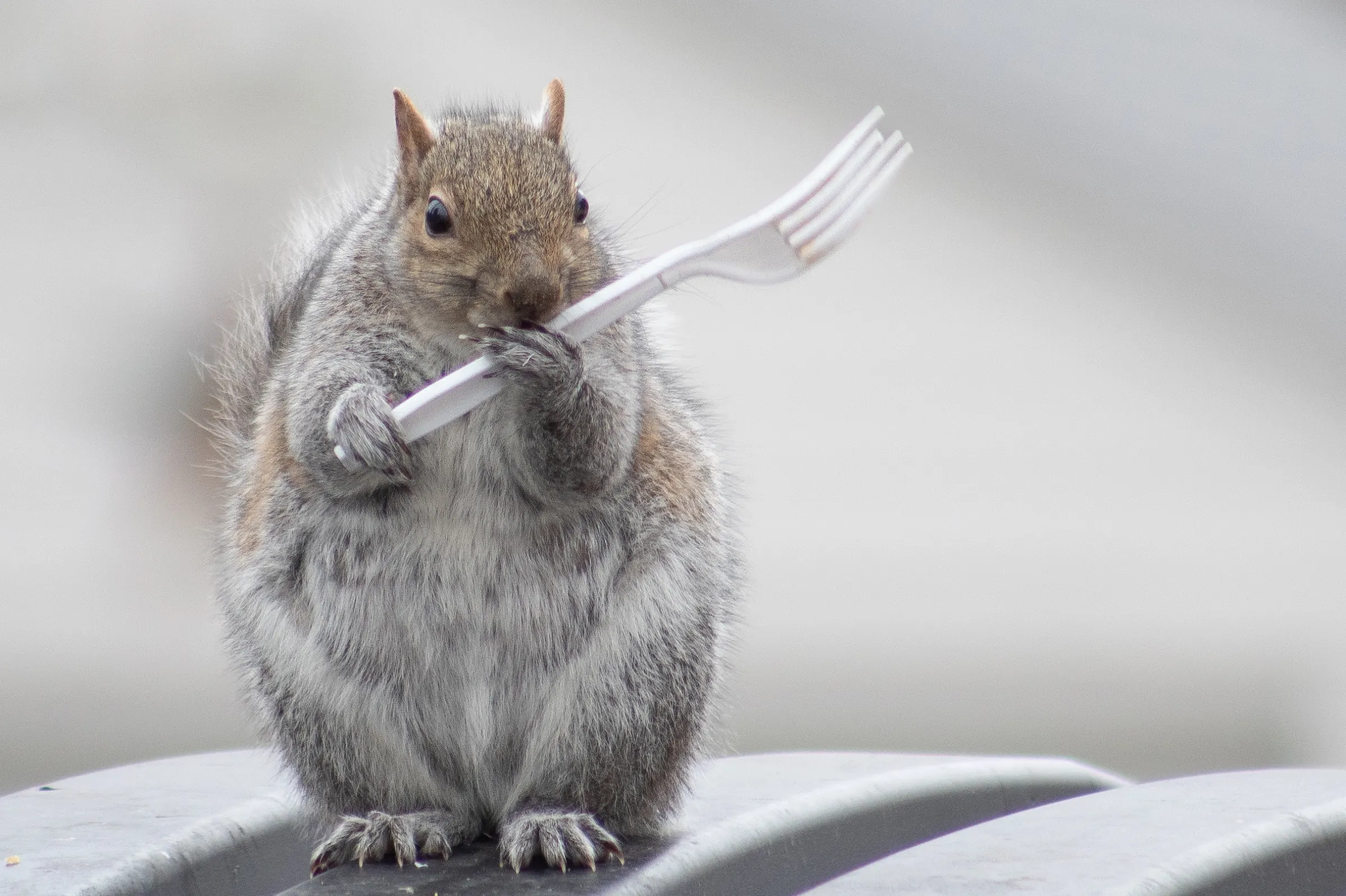 Hungry Squirrel. Minneapolis, Minnesota