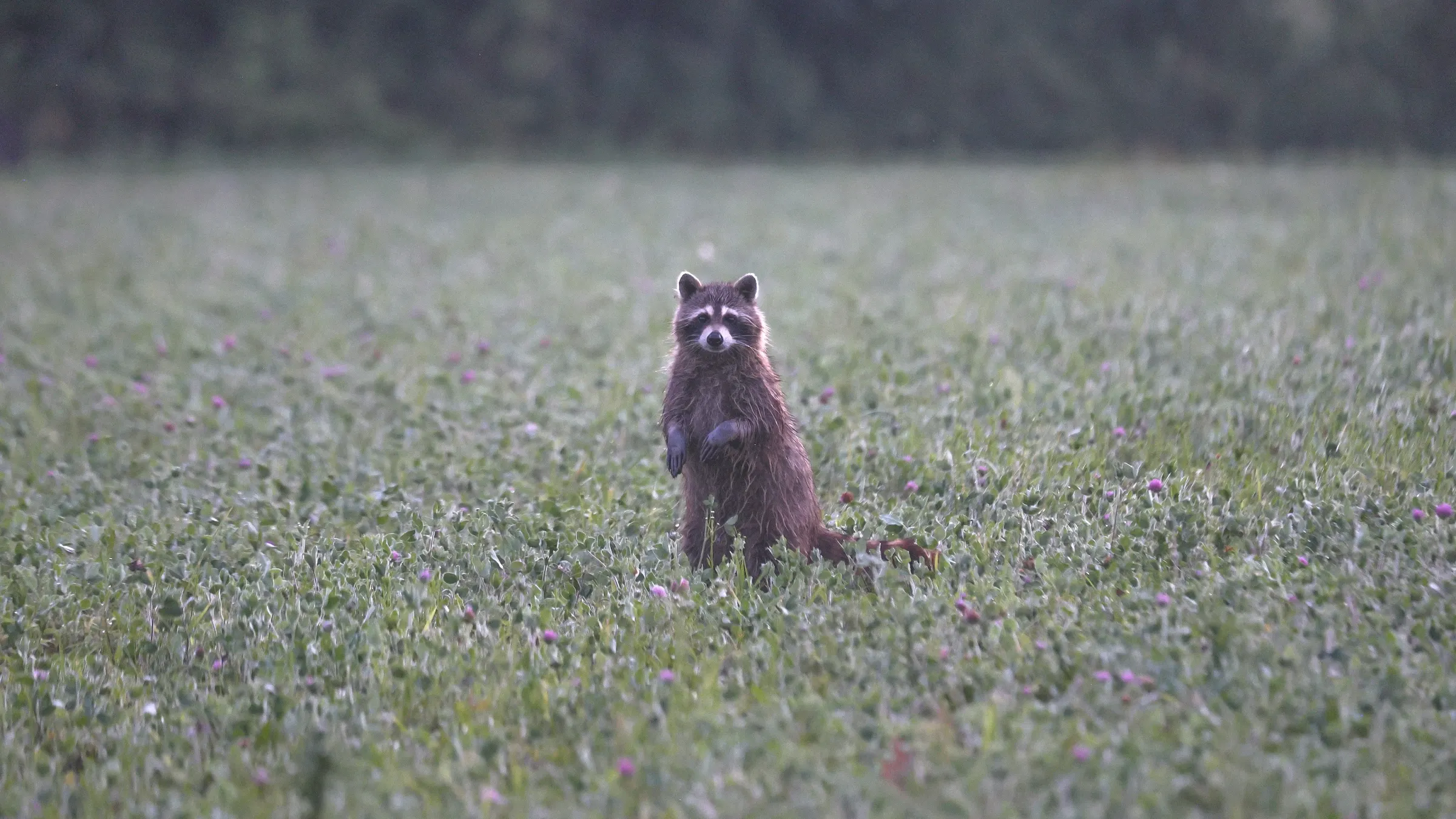 Raccoon. Mora, Minnesota