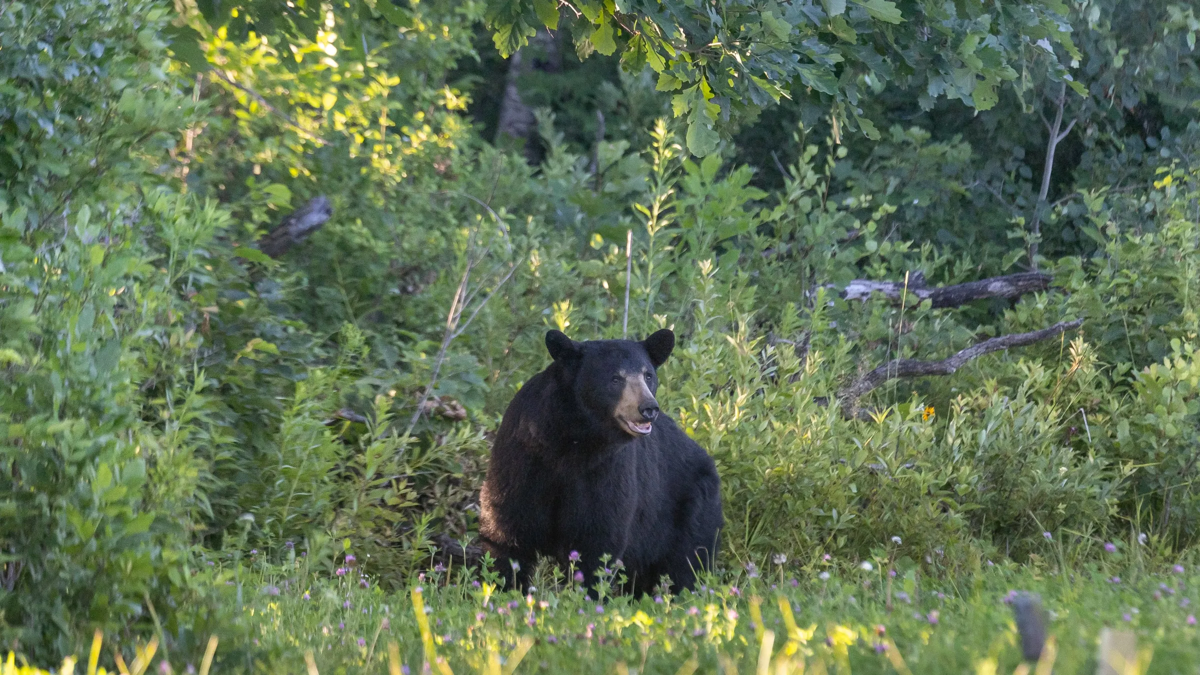 Black Bear in the Woods. Mora, Minnesota