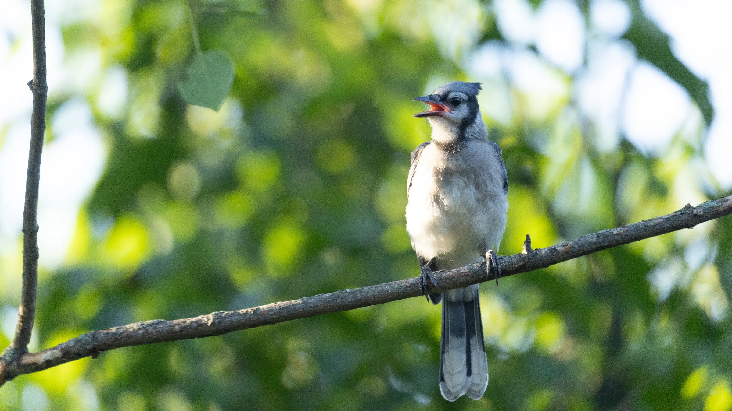 Blue Jay. Mora, Minnesota