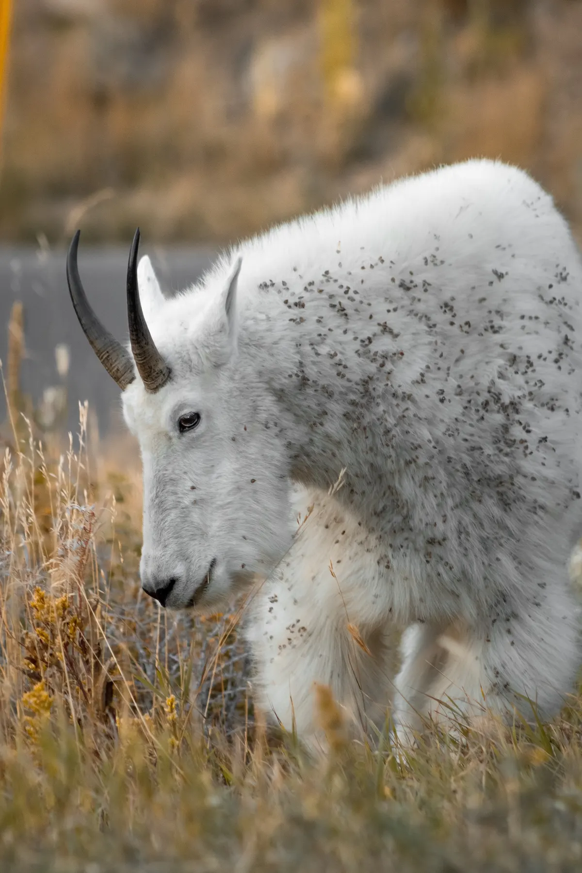 Mountain Goat. Black Hills, South Dakota