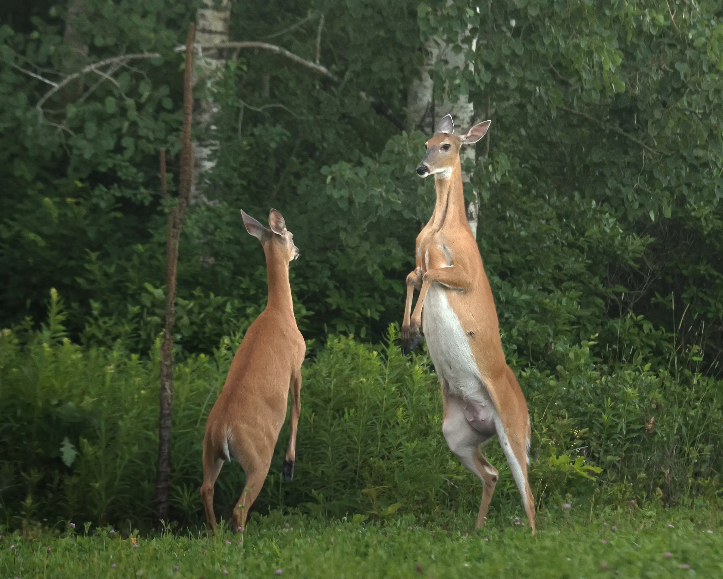 Two White Tail Does Fighting. Mora, Minnesota