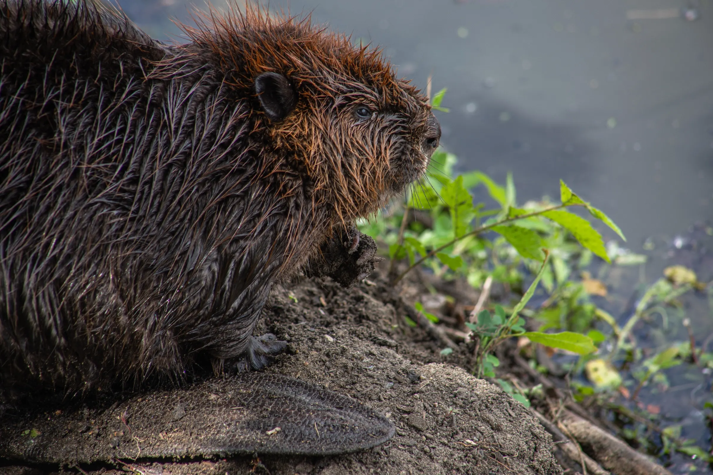 Beaver. Redwing, Minnesota