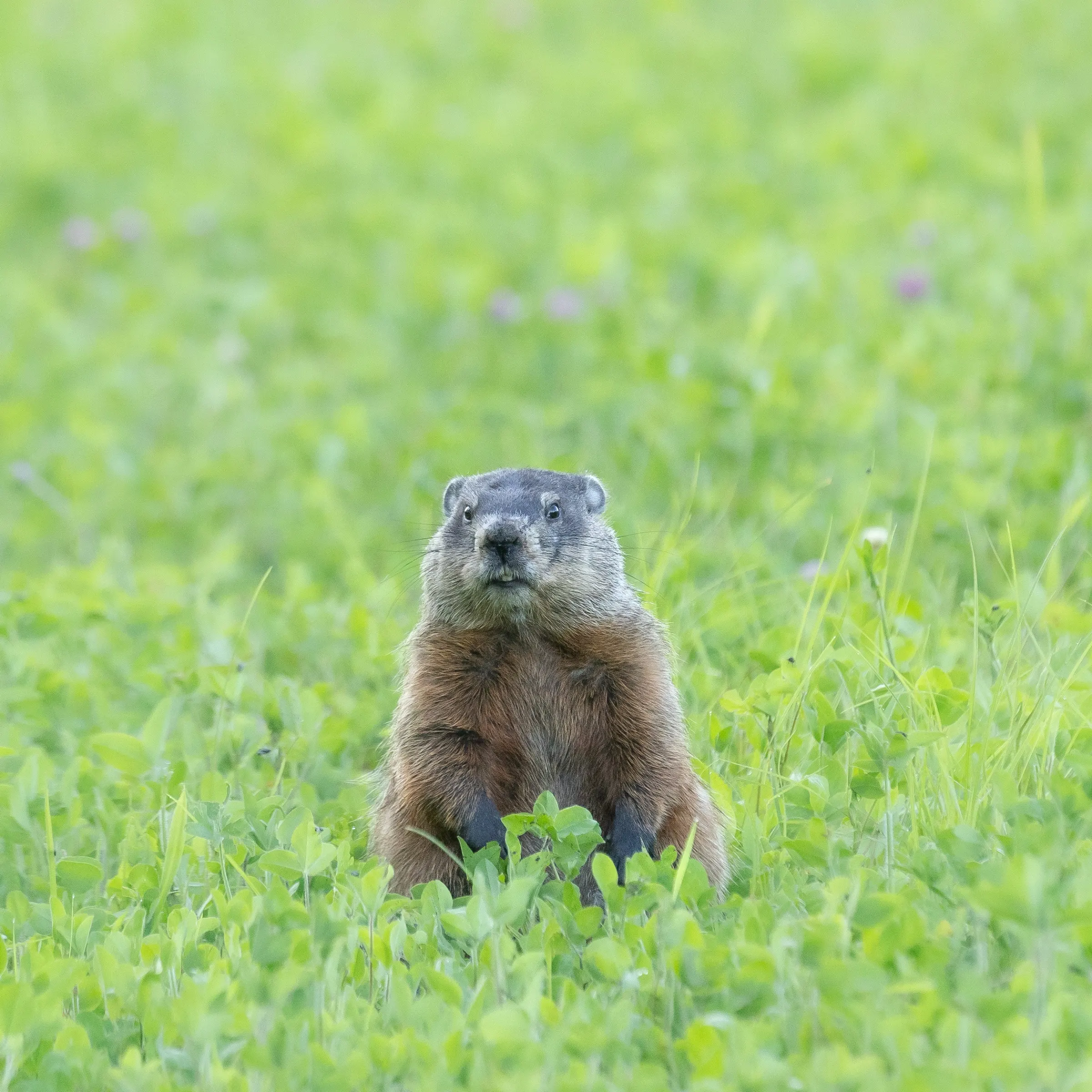 Ground Hog. Mira, Minnesota