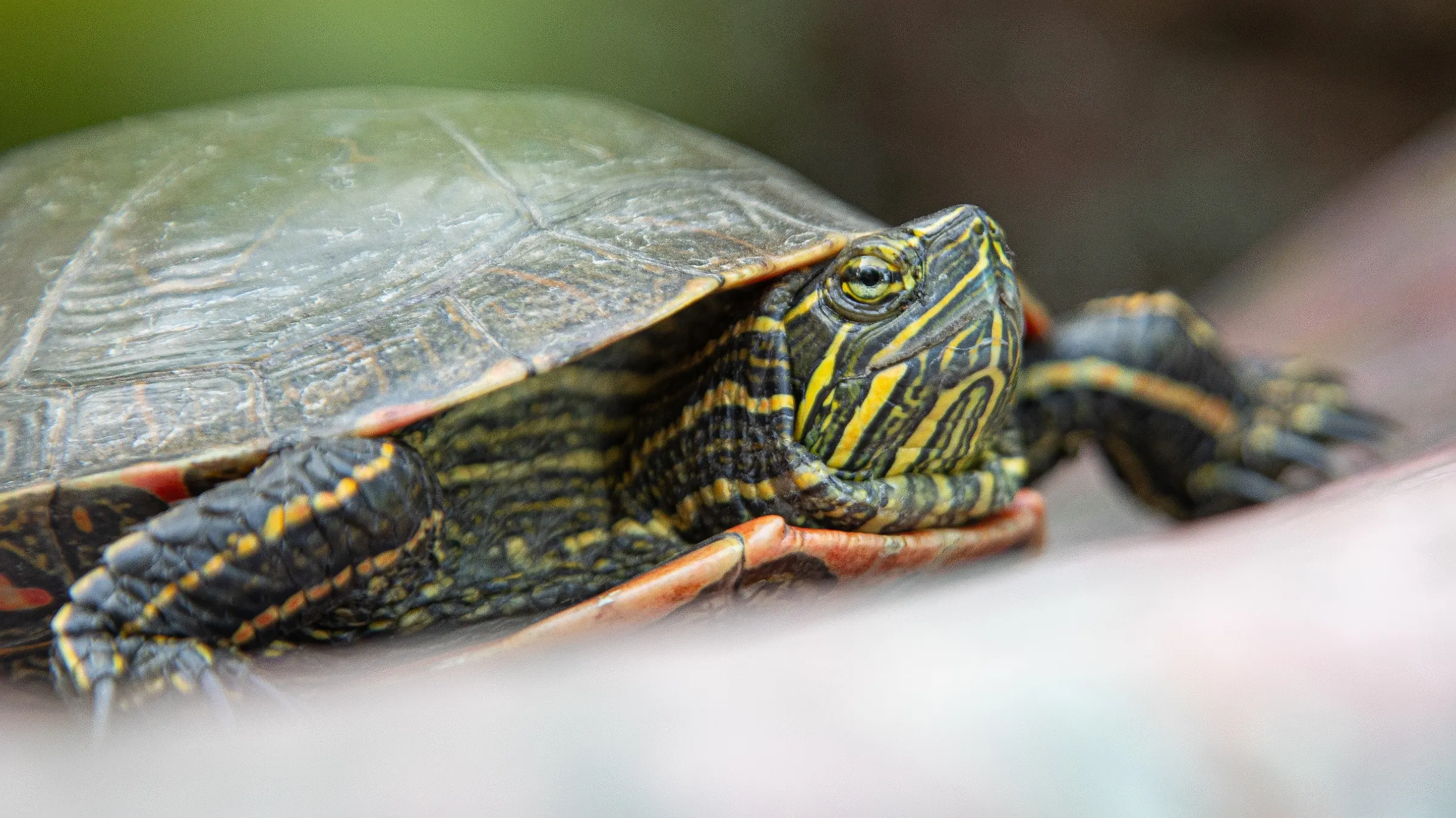 Painted Turtle. Pipestone, Minnesota