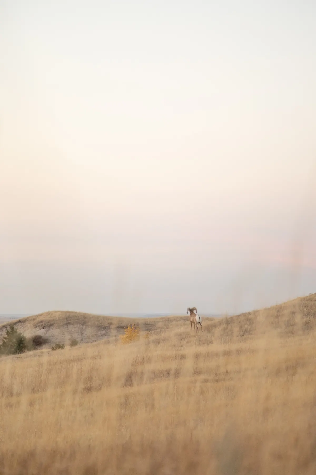 Bighorn Sheep. Badlands, South Dakota