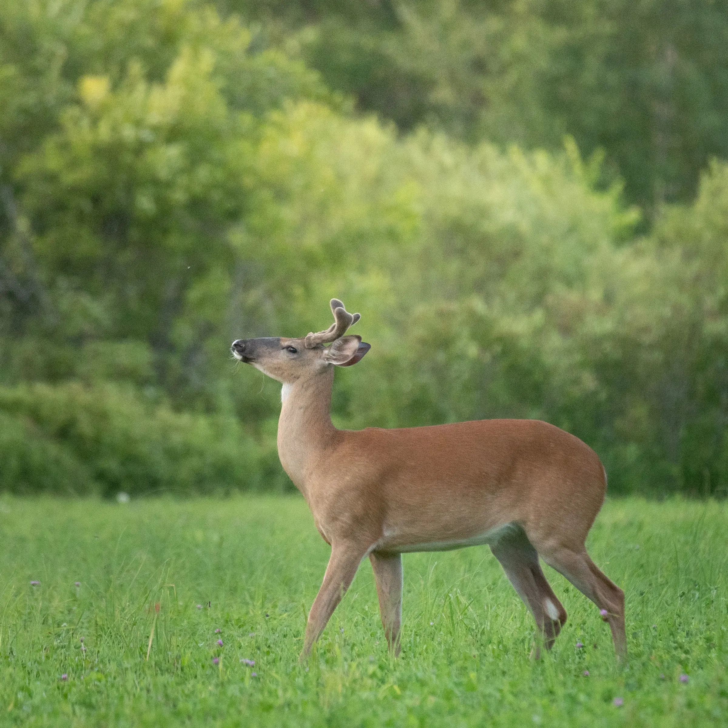 Buck. Mora, Minnesota