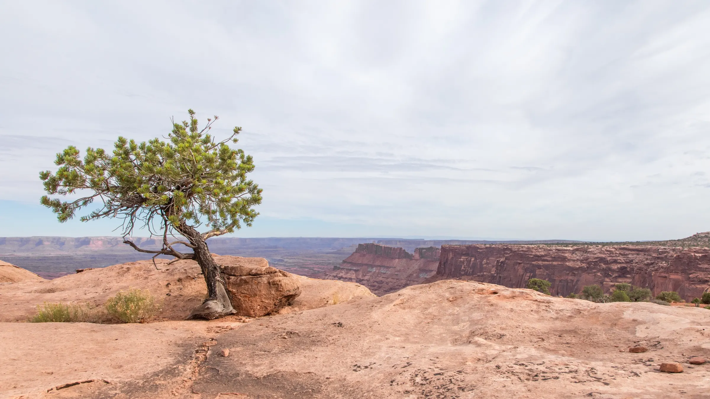 Juniper on the Canyon Rim. Canyonlands National Park, Utah