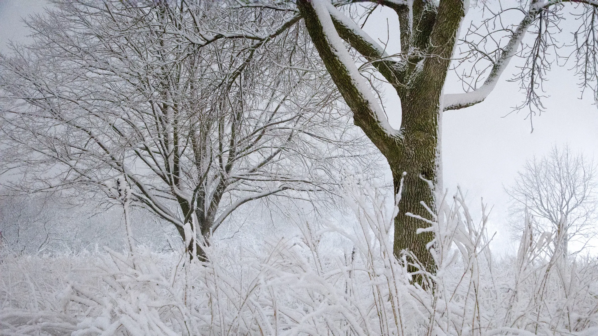 Winter In The Park, Burnsville, Minnesota