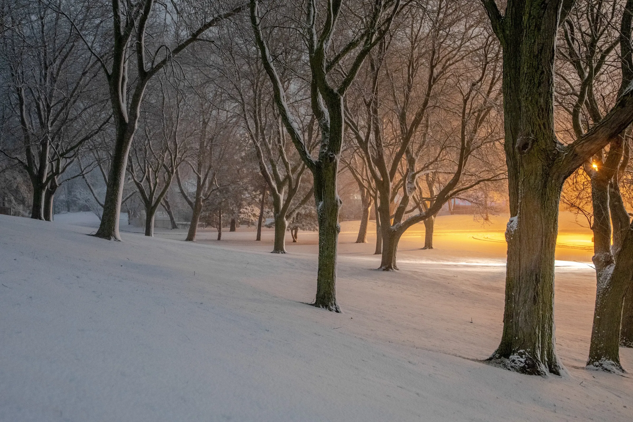 Winter Night In The Park, Burnsville, Minnesota