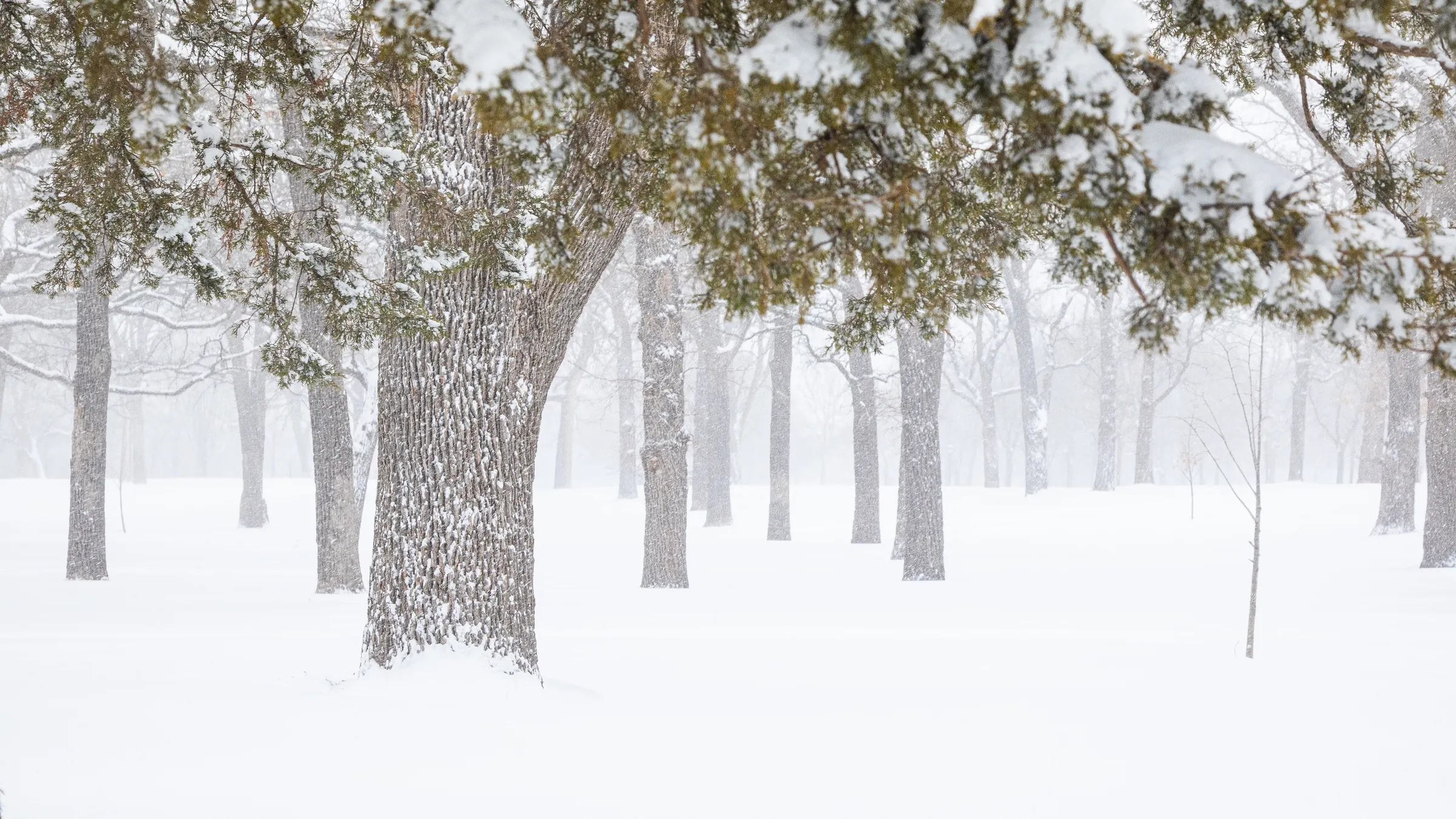 Minnehaha Falls, Trees In A Blizzard, Minneapolis, Minnesota
